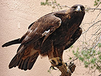 Golden eagle