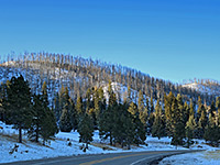 Snow and trees