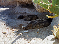 Sleepy javelinas