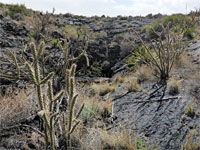 Cholla
