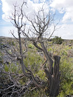 Dead tree
