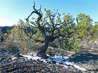 Pygmy pine