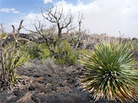 Varied plants