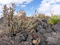 Sotol and cholla
