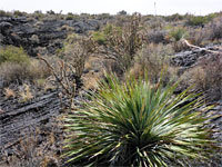 Plants on lava
