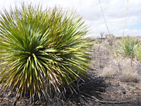 Large sotol plants