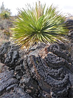 Sotol on ropy lava
