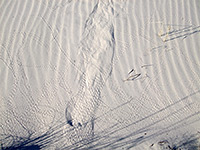 Lizard tracks