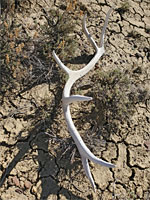 Elk antler