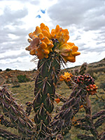 Cholla cactus fruit