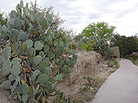 Opuntia