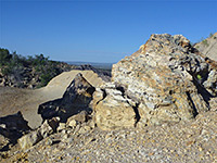 Base of a petrified tree