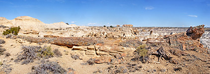 Hundred foot long petrified tree