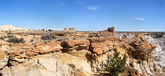 Petrified trees