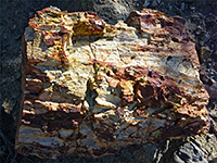 Colorful block of petrified wood