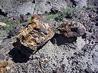 Dark-colored petrified wood