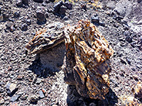 Pieces of petrified wood