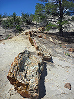 Petrified tree trunk