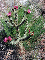 Purple-flowered opuntia