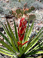 Banana yucca flowers