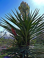 Torrey's yucca flowers