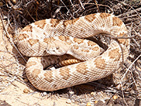 Western rattlesnake