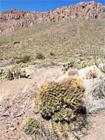 Distorted ferocactus