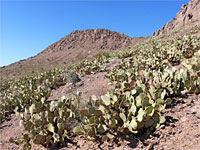 Opuntia-covered hillside