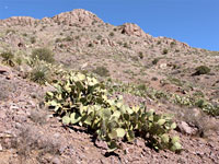 Opuntia