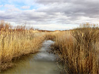 Reed-lined ditch