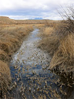 Ditch