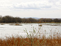 Elk and birds