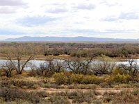 Trees by open water