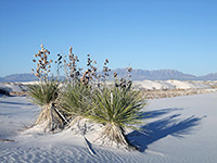 Group of soaptree yucca