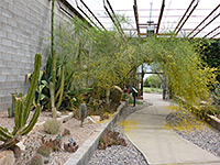 Pathway in the Succulent House