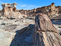 Reddish-brown petrified wood