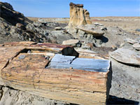 Block of petrified wood