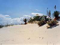 Yucca on the dunes