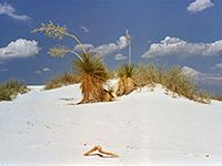 Yucca on the Dune Life Trail