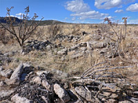 Tree cholla