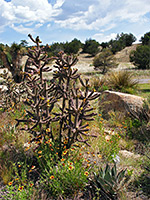 Tree cholla