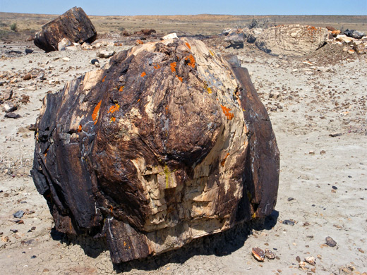 Ah Shi Sle Pah petrified wood