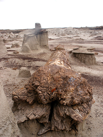 Petrified tree at Bisti