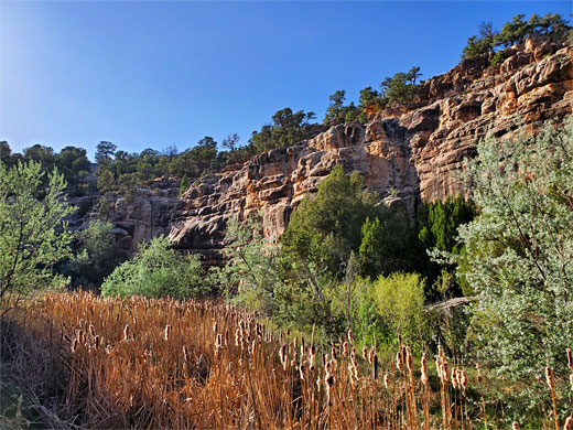 Bulrushes beside Bluewater Creek