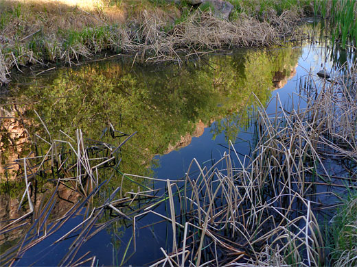 Reflections on a pool, Bluewater Creek