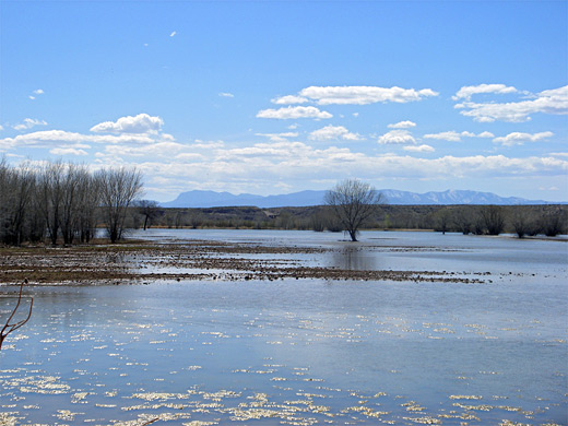 Shallow water, Bosque del Apache NWR