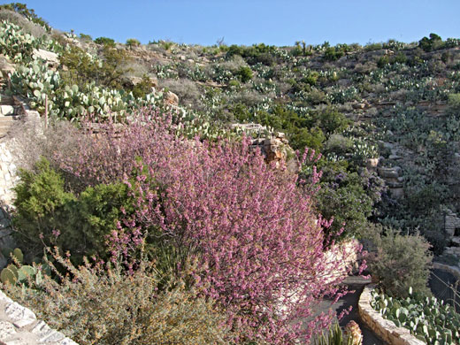 Bushes and cacti near the caverns entrance