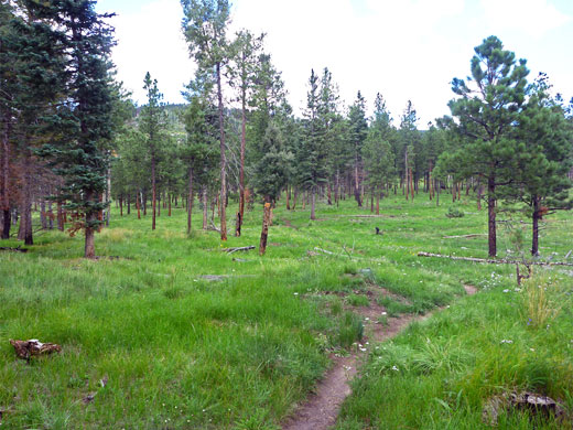 Start of the Cerro Grande Trail