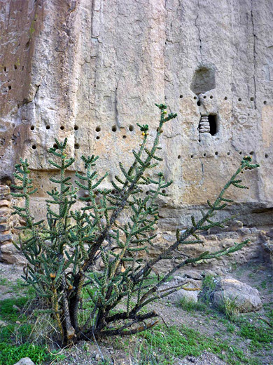 Tree cholla