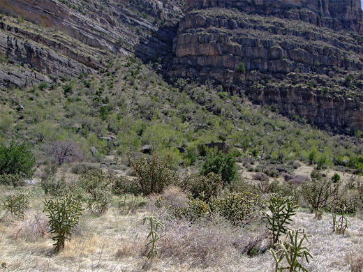 Cholla and grassland